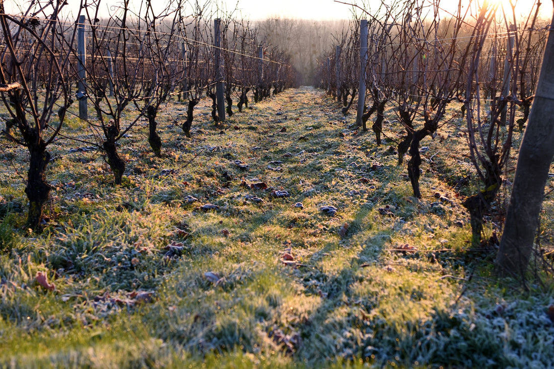 Wein und Wetter: Die Jahreszeiten im Glas